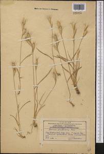 Bromus danthoniae Trin., Middle Asia, Western Tian Shan & Karatau (M3) (Kazakhstan)