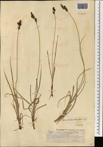 Carex melananthiformis Litv., Mongolia (MONG) (Mongolia)