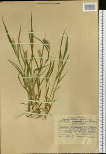 Setaria viridis (L.) P.Beauv., Siberia, Altai & Sayany Mountains (S2) (Russia)