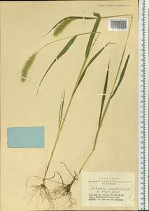 Setaria viridis (L.) P.Beauv., Siberia, Altai & Sayany Mountains (S2) (Russia)