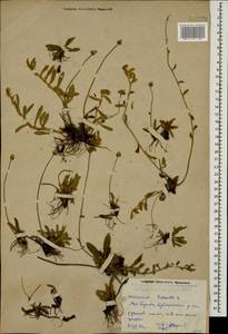 Pilosella officinarum Vaill., Caucasus, Dagestan (K2) (Russia)