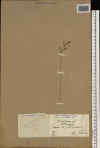 Poa pratensis L., Eastern Europe, North Ukrainian region (E11) (Ukraine)
