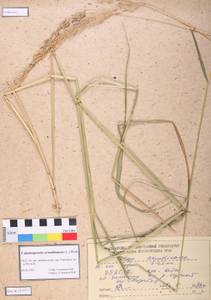 Calamagrostis arundinacea (L.) Roth, Siberia, Altai & Sayany Mountains (S2) (Russia)