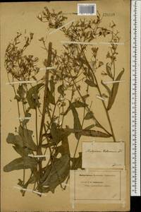 Lactuca tatarica (L.) C. A. Mey., Eastern Europe, Lower Volga region (E9) (Russia)