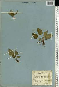 Viola hirta L., Eastern Europe, Eastern region (E10) (Russia)