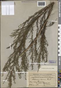 Artemisia scoparia Waldst. & Kit., Middle Asia, Muyunkumy, Balkhash & Betpak-Dala (M9) (Kazakhstan)