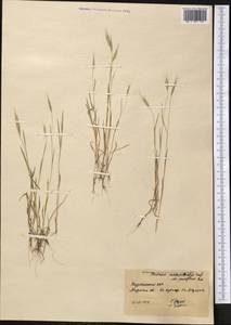 Bromus lanceolatus Roth, Middle Asia, Karakum (M6) (Turkmenistan)