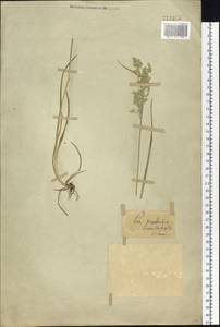 Poa pratensis L., Siberia (no precise locality) (S0) (Russia)