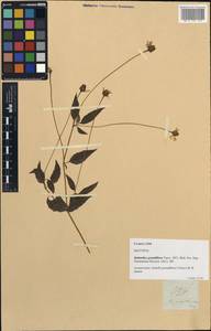 Acmella grandiflora (Turcz.) R.K. Jansen, South Asia, South Asia (Asia outside ex-Soviet states and Mongolia) (ASIA) (Philippines)