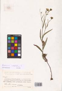 Hieracium umbellatum L., Eastern Europe, Lower Volga region (E9) (Russia)