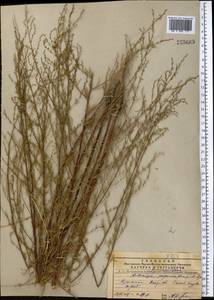 Artemisia scoparia Waldst. & Kit., Middle Asia, Pamir & Pamiro-Alai (M2) (Uzbekistan)