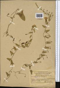 Convolvulus arvensis L., Middle Asia, Western Tian Shan & Karatau (M3) (Kazakhstan)