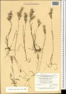 Bromus danthoniae Trin., Caucasus, Azerbaijan (K6) (Azerbaijan)