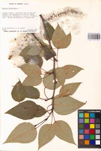 Populus balsamifera L., America (AMER) (United States)