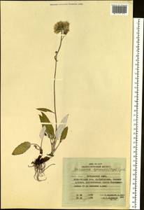 Saussurea ajanensis Lipsch., Siberia, Russian Far East (S6) (Russia)