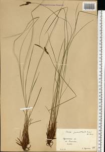 Carex nigra subsp. juncea (Fr.) Soó, Eastern Europe, Northern region (E1) (Russia)