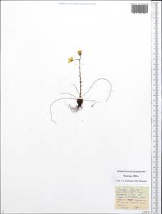 Saxifraga flagellaris, Siberia, Chukotka & Kamchatka (S7) (Russia)