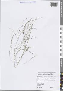 Glyceria lithuanica (Gorski) Gorski, Siberia, Baikal & Transbaikal region (S4) (Russia)