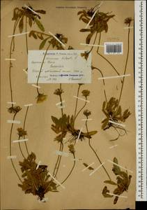 Pilosella officinarum Vaill., Caucasus, Armenia (K5) (Armenia)