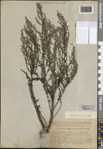 Artemisia scoparia Waldst. & Kit., Eastern Europe, Lower Volga region (E9) (Russia)
