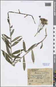 Hieracium umbellatum L., Eastern Europe, Central forest region (E5) (Russia)
