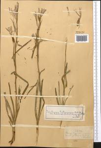 Ixiolirion tataricum (Pall.) Schult. & Schult.f., Middle Asia, Muyunkumy, Balkhash & Betpak-Dala (M9) (Kazakhstan)
