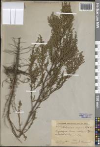 Artemisia scoparia Waldst. & Kit., Middle Asia, Caspian Ustyurt & Northern Aralia (M8) (Kazakhstan)