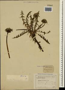 Taraxacum officinale Weber ex F. H. Wigg., Crimea (KRYM) (Russia)