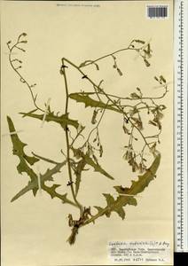 Lactuca tatarica (L.) C. A. Mey., Mongolia (MONG) (Mongolia)