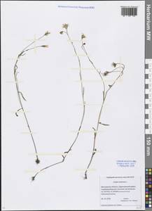 Crepis tectorum L., Eastern Europe, Moscow region (E4a) (Russia)