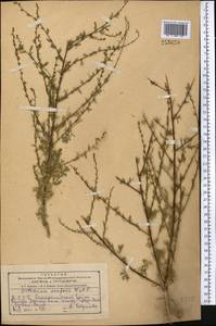 Artemisia scoparia Waldst. & Kit., Middle Asia, Kopet Dag, Badkhyz, Small & Great Balkhan (M1) (Turkmenistan)