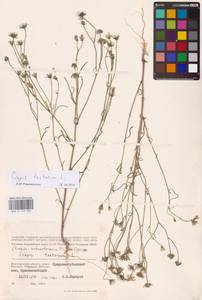 Crepis tectorum L., Eastern Europe, Lower Volga region (E9) (Russia)