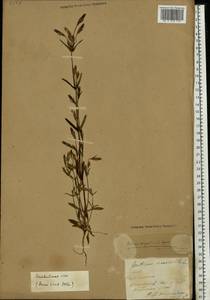 Gentianella amarella var. lingulata (C. Agardh) T. Karlsson, Eastern Europe, Latvia (E2b) (Latvia)