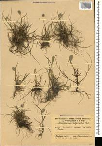 Alopecurus vaginatus (Willd.) Pall. ex Kunth, Caucasus, South Ossetia (K4b) (South Ossetia)