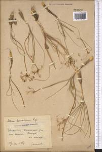 Allium borszczowii Regel, Middle Asia, Syr-Darian deserts & Kyzylkum (M7) (Uzbekistan)
