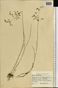 Juncus articulatus L., Eastern Europe, Central forest region (E5) (Russia)