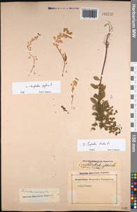 Euphorbia peplus L., Eastern Europe, Rostov Oblast (E12a) (Russia)