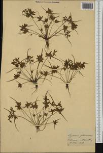 Cyperus flavescens L., Western Europe (EUR) (Switzerland)