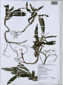 Ophiopogon, South Asia, South Asia (Asia outside ex-Soviet states and Mongolia) (ASIA) (Vietnam)