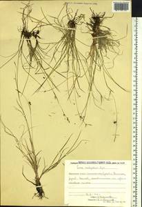 Carex malyschevii T.V.Egorova, Siberia, Chukotka & Kamchatka (S7) (Russia)
