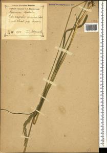 Calamagrostis arundinacea (L.) Roth, Caucasus, Georgia (K4) (Georgia)