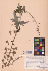 Aconitum septentrionale Koelle, Eastern Europe, Northern region (E1) (Russia)