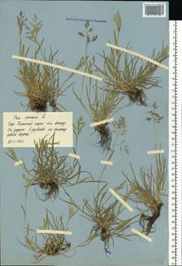 Poa annua L., Eastern Europe, Central forest-and-steppe region (E6) (Russia)