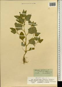 Atriplex sibirica L., Mongolia (MONG) (Mongolia)