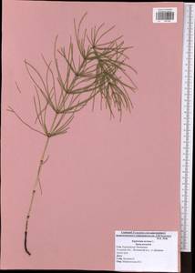 Equisetum arvense L., Eastern Europe, Central region (E4) (Russia)