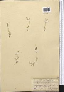 Poa annua L., Middle Asia, Pamir & Pamiro-Alai (M2) (Tajikistan)