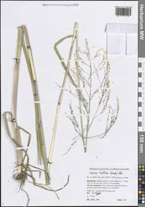 Glyceria lithuanica (Gorski) Gorski, Siberia, Baikal & Transbaikal region (S4) (Russia)