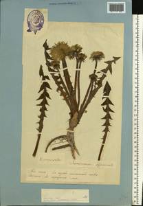 Taraxacum officinale Weber ex F. H. Wigg., Eastern Europe, Estonia (E2c) (Estonia)