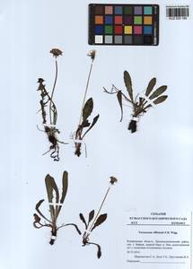 Taraxacum officinale Weber ex F. H. Wigg., Siberia, Altai & Sayany Mountains (S2) (Russia)