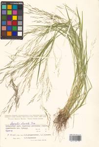 Agrostis clavata Trin., Siberia, Russian Far East (S6) (Russia)